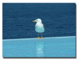 san vito lo capo casevacanze appartamenti ville hotel sicilia pantelleria ustica favignana levanzo marettimo offerte in italia hotel b&b agriturismi villaggi trasfert aeroporto palermo trapani catania per san vito lo capo last minute ultime disponibilit� prenota book